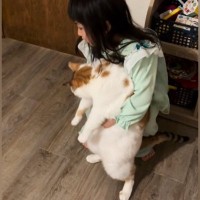 ４歳の女の子が『大きめの猫』を抱っこしようとした結果…尊すぎる光景が424万再生「普通はパンチ飛んでくるｗｗ」「猫とは思えないｗ」