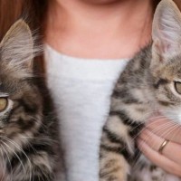 お家にきて10日目の元野良猫→『100日目』になると、『表情が変化』して…ビフォーアフターに反響「家猫にしか出せない表情」「可愛い」