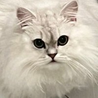 モッフモフの猫を洗った結果→まるで『別の猫』みたいに変化して…まさかのビフォーアフターに「６度見した」「とけちゃった…」と驚きの声