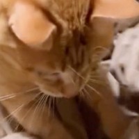 猫がおもちゃを追いかけて遊んでいたら…予想外の『ハプニング』に「見事なフェードアウト」「お顔が可愛すぎて笑った」と反響