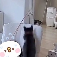 頭上でネコが遊び始めた結果…お昼寝中に起きた『ハプニング』に「どんくさくて可愛すぎ」「めっちゃお腹痛いｗ」と16万表示