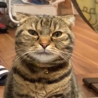 『ごはんが欲しい猫』→目の前に座ると…とんでもなく尊い『まさかのアピール』が60万再生「いっぱいあげたくなっちゃうｗ」「なんていい子」