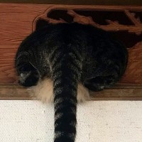 壁の隙間に詰まっていた猫→オカンがやってくると…まさかの『除猫作業の瞬間』が114万表示「躍動感がすごいｗ」「わろたｗ」と爆笑の声