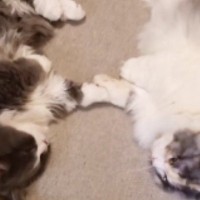 2匹の猫が『手を繋いでいる』と思ったら→『予想外の行動』をとり始めて…尊すぎる光景が32万再生「癒されるー」「最高にかわいいｗ」