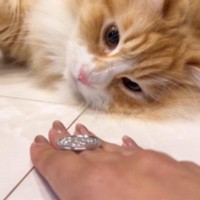 猫は『マジックができる？』チャレンジさせてみた結果……驚きの展開に「天才マジシャン誕生」「ほんまに天才やんｗ」と58万再生