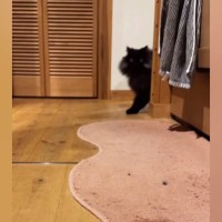 『おいで』と呼ばれた猫→トコトコと近づいてきて…とんでもなく尊い『愛おしさ満載の反応』が26万再生「想像以上に可愛い」「声出た」