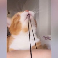腕につけていた『ヘアゴム』で遊び始めた猫→限界まで引っ張って……笑ってしまう展開に「可愛いから仕方ないｗ」「ゴム大好きだよねｗ」の声