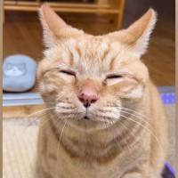 眠気に耐えながら『何かを伝えようとする猫』→口を小さく開けると…『たまらなく可愛い瞬間』が120万再生「眠そうｗ」「抱きしめたい」