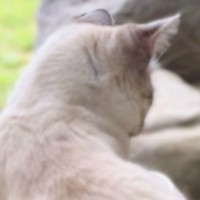 外を眺めて固まるネコ→視線の先にいたのは……まさかの『動物』との対面に「平和で癒されたｗ」「し、静かに...助けにきた」と２万いいね