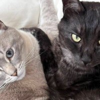 里親から送られてきた『猫の様子』を見たら、『２匹のしっぽ』が……『奇跡的な瞬間』に６万いいね「うわぁ〜良い」「幸せもらえた」