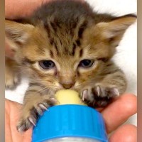 ひとりぼっちの赤ちゃんネコ→２匹の先住猫がいる家に迎えた結果…こころあたたまる『日常の光景』に反響「天使がおる」「なんとも可愛い」