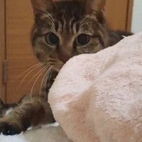 飼い主が起きているか確認しに来た猫→『動き』を見ていると……微笑ましい瞬間に１万いいね「覗かれてるぅｗ」「ワイも確認されたい」