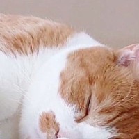 お昼寝中の猫がギュッと『抱きしめていたもの』とは……尊い瞬間に癒される人が続出「アクロバティックで可愛すぎるｗ」「肉球サービス」