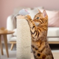 猫がわざわざ『ダメなことをやる』ときの心理3選　なぜ繰り返すの？改善策もご紹介