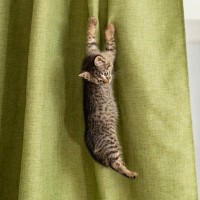 猫が『カーテン登り』をしたがる理由4つ　防ぐための対策方法や正しいやめさせ方