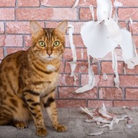 猫のいる家に最適な『壁』3選　傷・汚れに強い素材やキレイを保つ工夫をご紹介