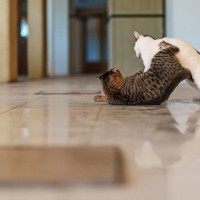 猫たちの『遊びとケンカ』を見分ける方法3つ　放置すると危険なサインや止めるときの注意点