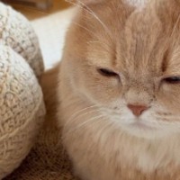 『ピーナッツのぬいぐるみと猫』を並べてみた結果…想像以上に『そっくりすぎるフォルム』に「誰が見たって同じｗ」「形も色も似てて笑った」