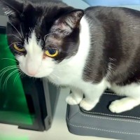 膝の上に乗りたがる２匹のネコ→飼い主さんに撫でられると…愛おしすぎる『甘えん坊な光景』に反響「癒しをありがとう」「お膝に乗れてよかったね」