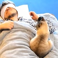 猫といっしょに寝ている最中、『寝返り』を打ったら…『まさかの瞬間』が112万再生「たまに愛がささるよね」「思いっきり復讐されてるｗ」