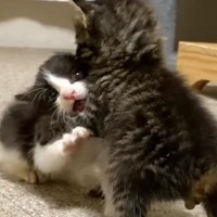 2匹の赤ちゃん猫が突然『ケンカ』を始めて…泣けてくるほど可愛い『赤ちゃん同士のやり取り』が90万再生「涙が出る」「最高に愛おしい」