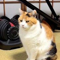 ごはんにトッピングしてほしくて訴える猫→失敗してしまい…想像以上に『気持ちがダダ漏れな光景』に反響「抱きしめてあげたい」「完璧な姿勢」