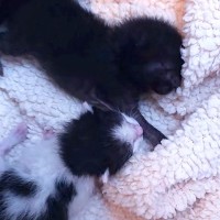 茂みの中で必死に鳴いていた『危険な状態の赤ちゃん猫』を保護…成長していく様子に感動の声「ほんとに良かったね」「涙が出た」と18万再生