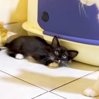 保護されて25日目の子猫→『先住猫たちがいる部屋』に連れて行くと…優しい光景に反響「きっと仲良くなれるよ」「みんな可愛い妹に夢中」