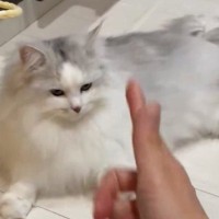 猫に指で『バーン』と撃つふりをした結果→ワンテンポ遅れて……まさかの『名演技』に１万いいね「長い間がいいね」「大正解」と反響