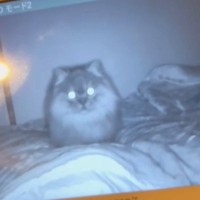 モニターで『赤ちゃんを寝かしつけるパパ』を見ていたら…近くにいた猫の『可愛すぎる行動』に反響「すんごいカメラ目線ｗｗ」