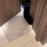 何としてでも部屋の中に入りたい猫→『顔』を使って……必死な様子に笑ってしまう人が続出「ねじ込んだｗ」「一生懸命で好き」と反響