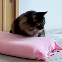 『見守りカメラ』を見ていたら、『愛猫』が…完全に『猫をサボっている瞬間』に１万いいね「カメラ回ってるよｗ」「完全に気を抜いてる」