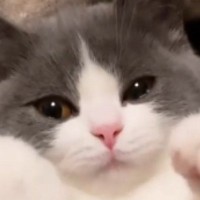 甘えん坊の子猫を『ブラッシング』していると…とんでもなくあざとい『まさかの仕草』が697万再生「うわー最高」「なんてすばらしい」と絶賛