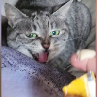 押入れの中にいる『元野良猫』→おやつをあげると…繰り返される『ツンデレ行動』に爆笑「合いの手？ｗ」「ルーティン化してるｗ」と38万再生