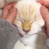 猫の顔をやさしく撫でると『かわいい声』が漏れてきて…幸せが伝わる『尊い瞬間』に１万いいね「ずっと見ていられる」「一生やっていたい」