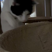 猫がハンモックに飛び乗ろうと『勢いよくジャンプ』→次の瞬間……「大変なことになったねｗ」「応援しちゃったｗ」笑える光景に反響