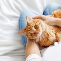 愛猫の『信用を失う』避けるべきNG行為5選　不信感を抱く理由や信頼回復する方法まで