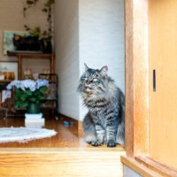 猫が飼い主の帰りを『玄関で待っている』理由4選　考えられる心理や勘付くワケも解説