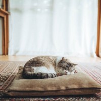 愛猫がぐっすり眠れる『ベッドの場所』4選　快眠につながる条件や気をつけたいポイント