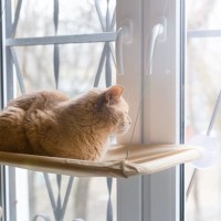 猫が『窓の外』を眺めているときの心理3選　外に出たがっているの？満足させる工夫も解説