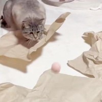 ボールを『真剣に見つめていた猫』→次の瞬間……まさかの展開に「天然っぷりがかわいいｗ」「何狙ってるのｗ」と13万表示の反響