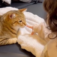 ネコに挨拶をしたい女の子→指を近づけると…『微笑ましいやり取り』に癒される人が続出「仲良しだね」「とても可愛らしい」と反響