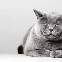 猫の『顔つき』が生活環境で変わる要因3つ　なぜ変化するの？いい表情に育てる秘訣も