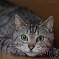 猫が飼い主を『待ち伏せ』するときの心理4選　なぜ突然狙ってくるの？上手な対応のコツまで