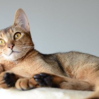 『飼うのが難しい』といわれている猫種5選　それぞれの性格から飼い主に必要な心得まで