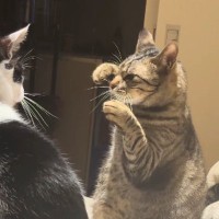 真剣な表情で向かい合う『2匹の猫』…あまりにもカッコいい『本格的なポーズ』が28万再生「かわいいボクサー」「面白くて元気出たｗ」