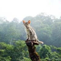 「山に住み着いた猫たち」を目当てに、登山客が増加中　一方で生態系の破壊への懸念も　韓国