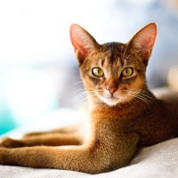 2026年「人気の猫種・トップ10」が発表される　2年連続で「あの種」が1位に！　米国