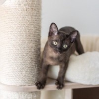 10年前に行方不明になった愛猫が発見された！　喜びもつかの間、飼い主が直面した「過酷な現実」　英国