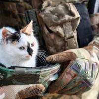 戦闘地域で保護された猫が、犬とともに「ドローン」で安全地帯へと無事避難　ウクライナ
